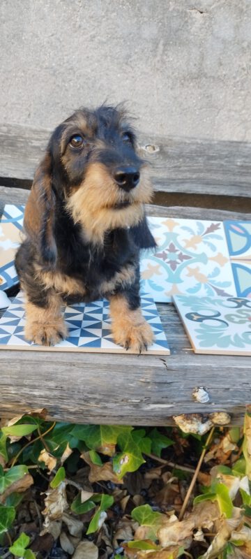 Criadores Teckel Pelo Duro Los Jaronales