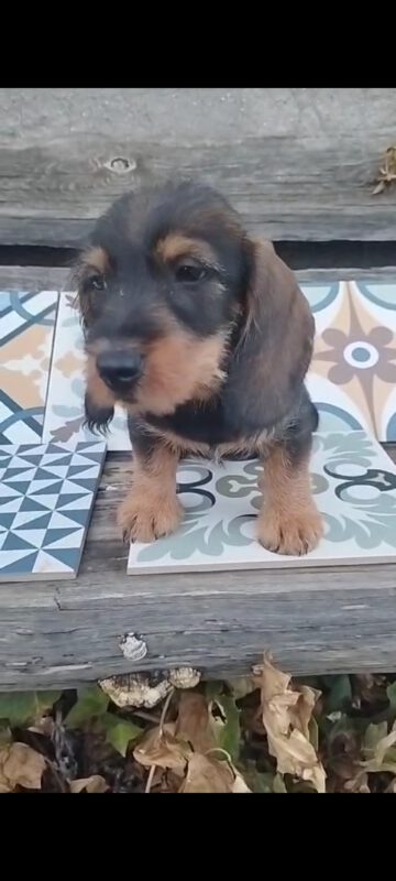 Criadores Teckel Pelo Duro Los Jaronales