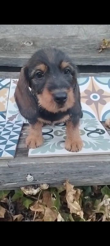 Criadores Teckel Pelo Duro Los Jaronales