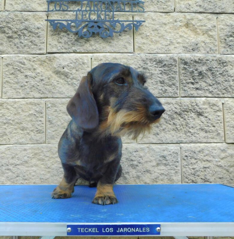 Criadores Teckel Pelo Duro Los Jaronales